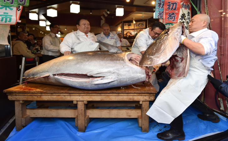 tuna sirip biru seharga Rp 25 Miliar