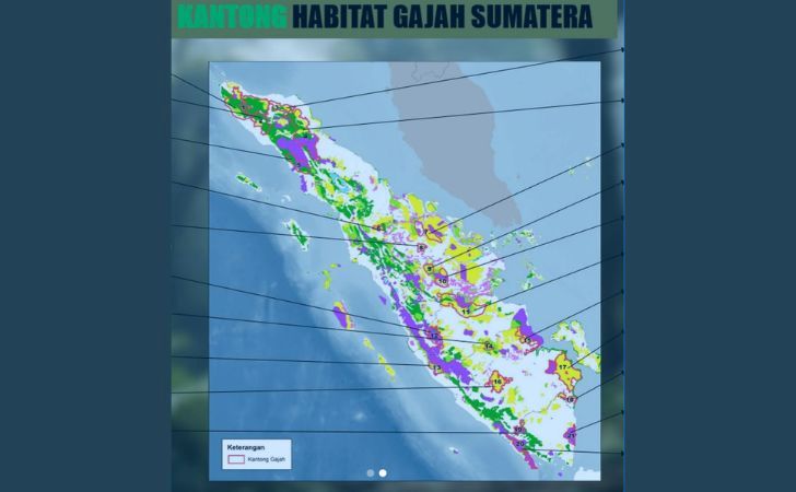 Amukan-Gajah-di-Siak-Jadi-Sinyal-Krisis-Habitat-Riau.jpg