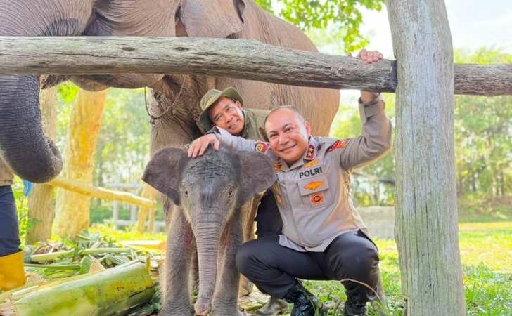 Anak-Gajah-Betina-Lahir-di-Tesso-Nilo-Kapolda-Riau-Beri-Nama-Nona-Seroja.jpg