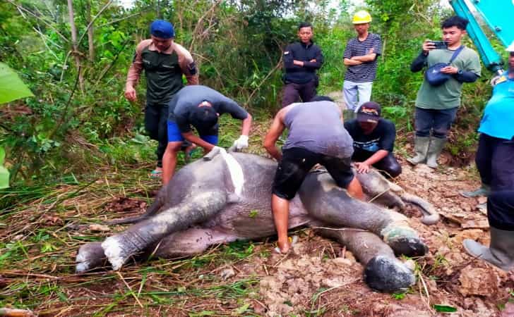 Anak-gajah-liar-mati-di-Pelalawan.jpg