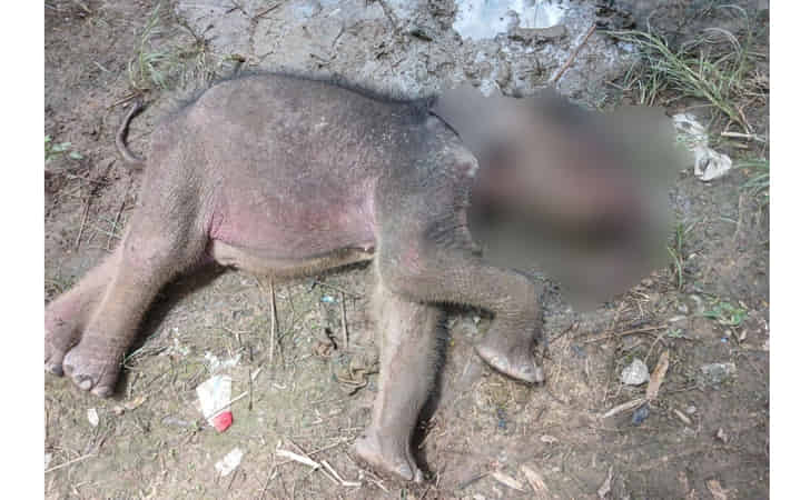 Anak-gajah-mati-di-minas.jpg