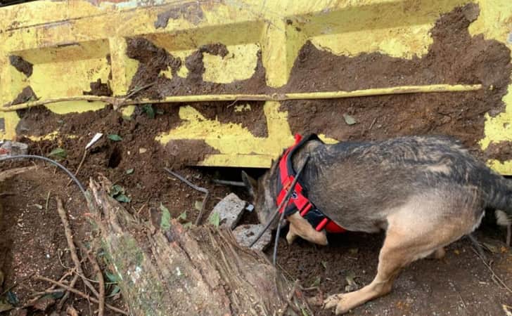 Anjing-Pemburu-K9-Mabes-Polri.jpg