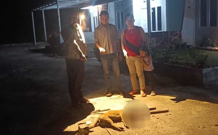 Anjing-yang-diduga-terpapar-rabies.jpg