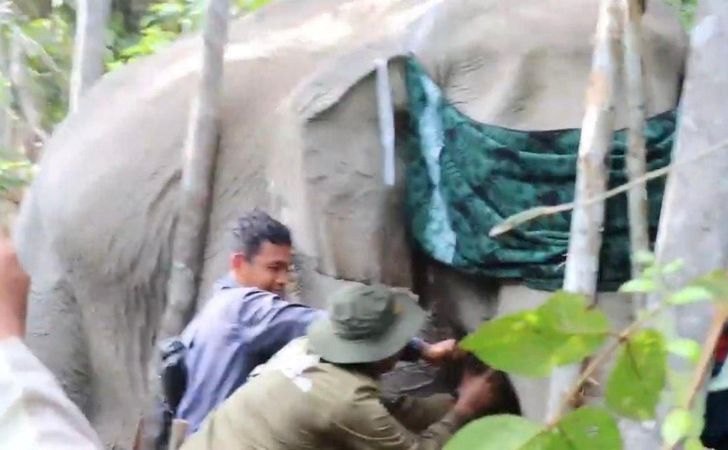 Antisipasi-Interaksi-Negatif-BBKSDA-Riau-Pasang-Pelacak-pada-Gajah-Liar-di-Pelalawan.jpg
