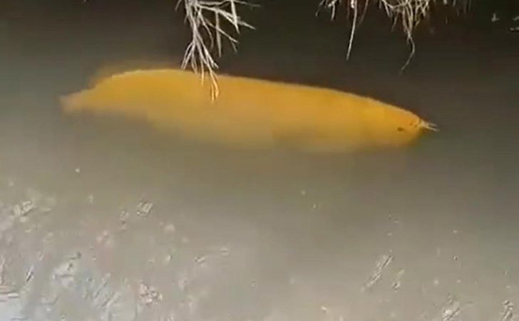 Arwana-golden-berenang-bebas-di-parit.jpg