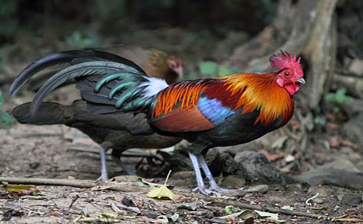 Ayam-Hutan-Merah.jpg