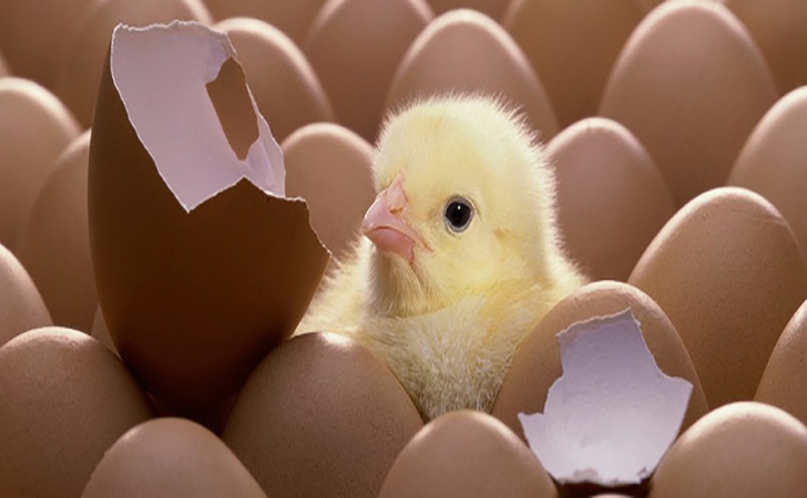 Bukan di Kandang Anak Ayam  Ini Menetas  di Kulkas