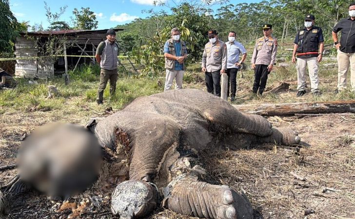Bangkai-anak-gajah2.jpg