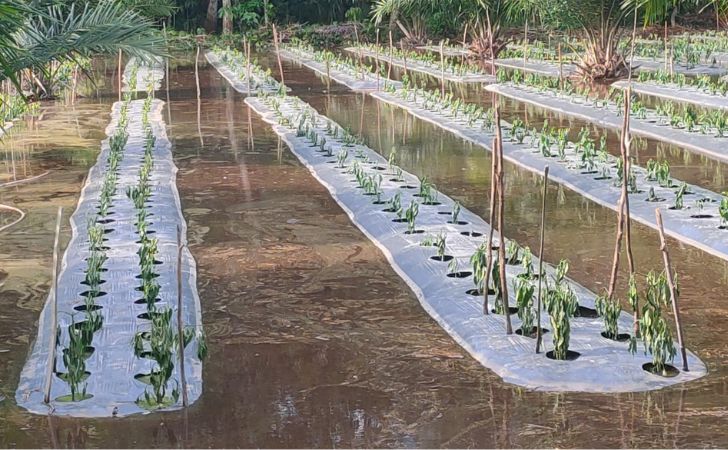Banjir-rendam-kebun-cabai-di-rupat.jpg
