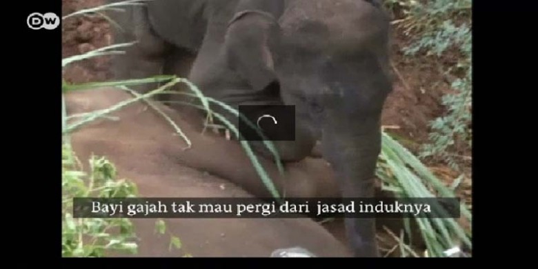 Bayi-Gajah-Ratapi-Kepergian-Induknya.jpg