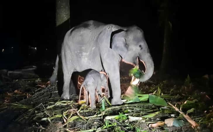 Bayi-gajah-betina2.jpg