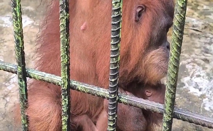 Bayi-orangutan-Ade.jpg