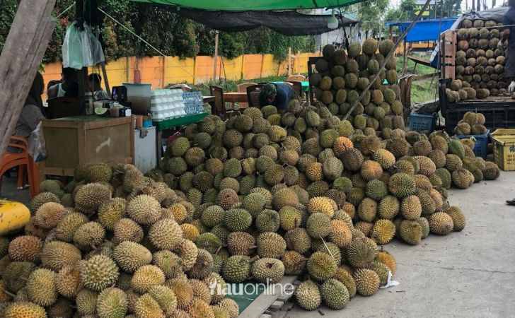 Berburu-Durian-di-Pekanbaru-Ini-Tips-Pilih-Durian-Ala-Pedagang-Senior-di-Rumbai.jpg