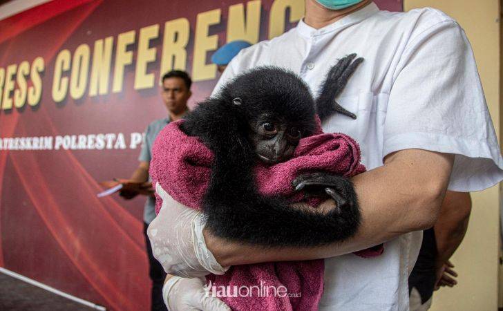 Bongkar-Perdagangan-Satwa-Dilindungi-Siamang-dalam-Kotak-Mi-Instan-Berhasil-Diselamatkan.jpg