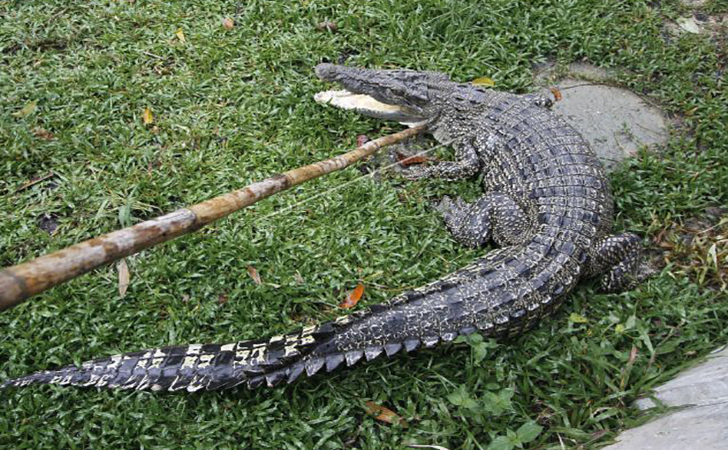 Buaya-Muara2.jpg