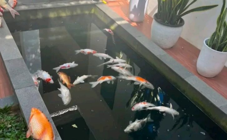 Curhat-Agung-Nugroho-Usai-Mati-Lampu-Massal-Koi-Kesayangan-Meninggoy.jpg