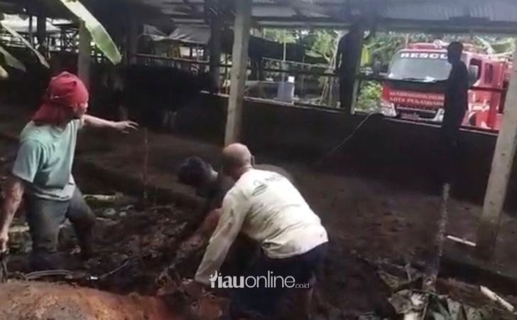 Damkar-Evakuasi-Sapi-800-Kilogram-yang-Terjebak-di-Kubangan-Lumpur.jpg