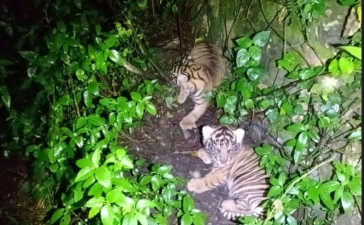 Dua-Bayi-Harimau-Sumatera-Lahir-di-Sanctuary-Harimau-Sumatera-Barumun.jpg