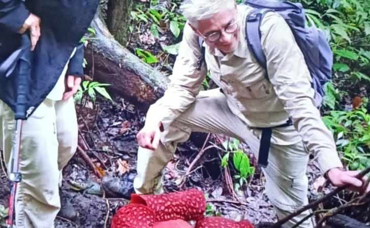 Dua-Bunga-Rafflesia-Arnoldii-Mekar-Bersamaan-di-Hutan-Palupuh.jpg