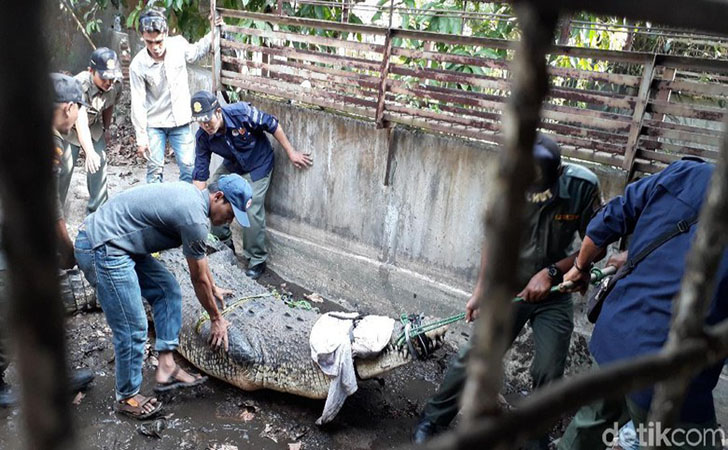 Evakuasi-buaya.jpg