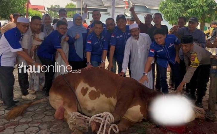 Fathullah-Kurban-Sapi-12-Ton-Digadang-Terbesar-di-Sumatera.jpg