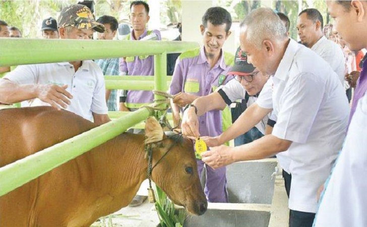 Ini Upaya Riau Ikrarkan Diri Sebagai Pusat Peternakan Sapi Terintegritas