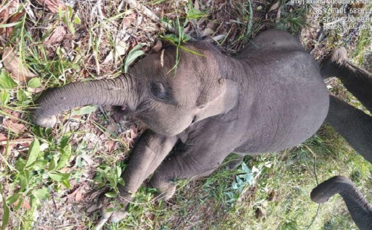 Gajah-Kecil-Tari.jpg