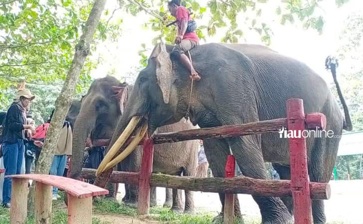 Gajah-Sumatera-di-Riau.jpg