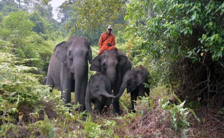 Gajah-Tesso-Nilo2.jpg