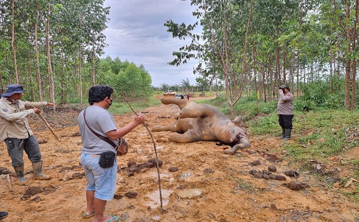 Gajah-betina-mati.jpg