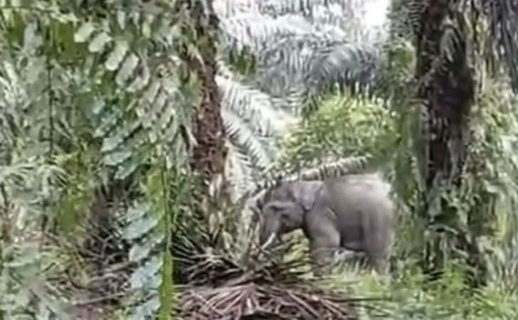 Gajah-di-kebun-sawit-warga.jpg