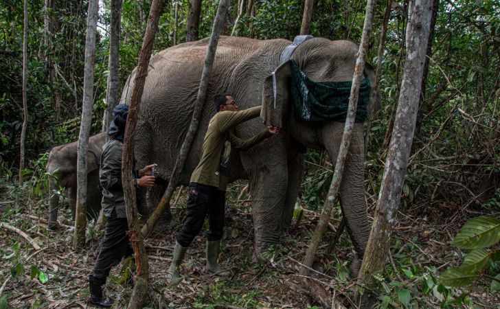 Gajah-dipasangi-GPS-Collar.jpg