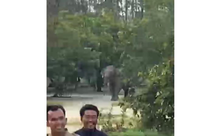 Gajah-liar-dilaporkan-memasuki-perumahan.jpg