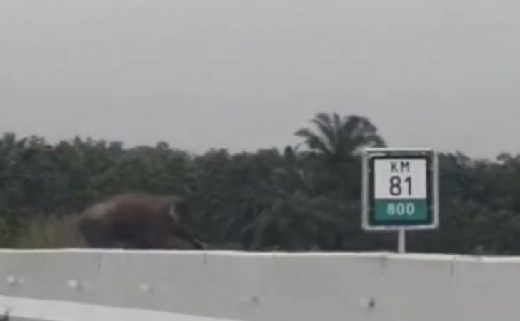 Gajah-liar-masuk-tol-permai.jpg