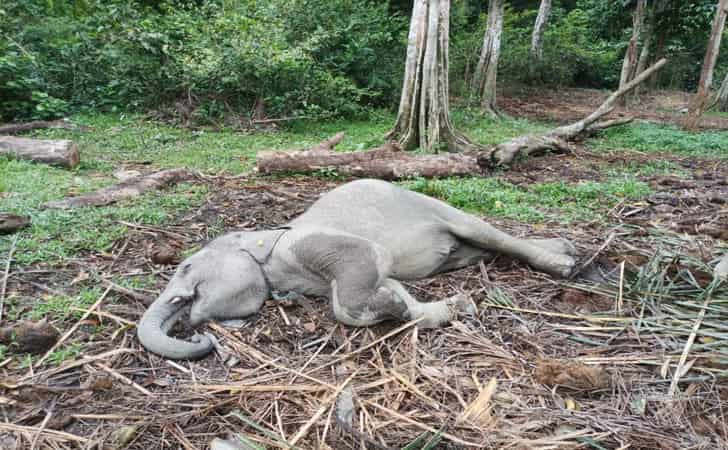 Gajah-mati-di-buluh-cina.jpg