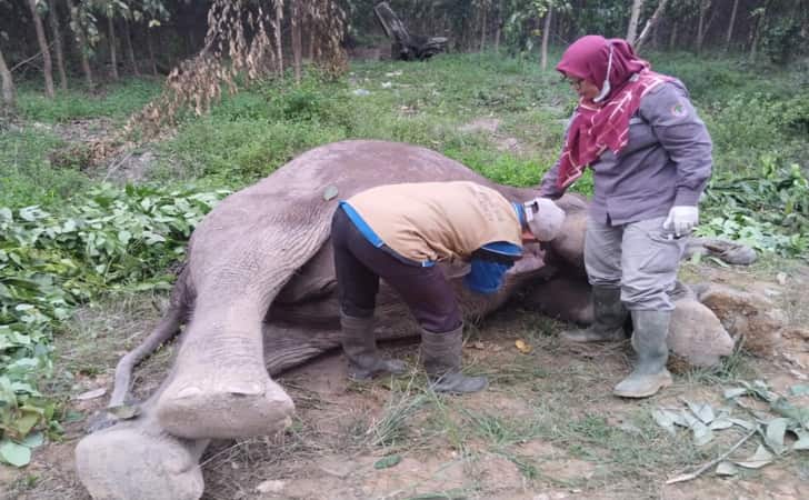 Gajah-sumatera-ditemukan-mati-di-tntn.jpg