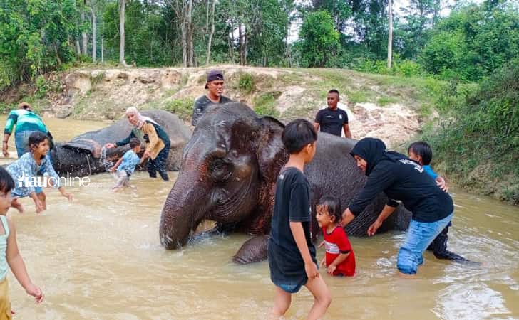 Hari-gajah-sedunia-di-Riau.jpg