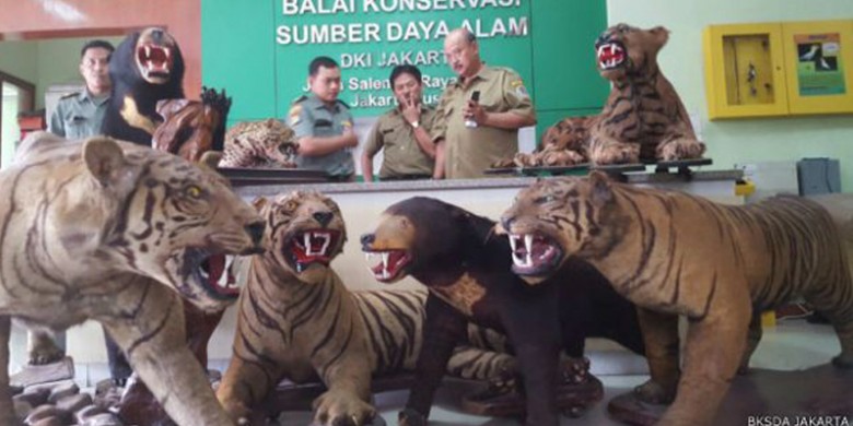 Harimau-Sumatera-Awetan-Milik-Mendagri.jpg