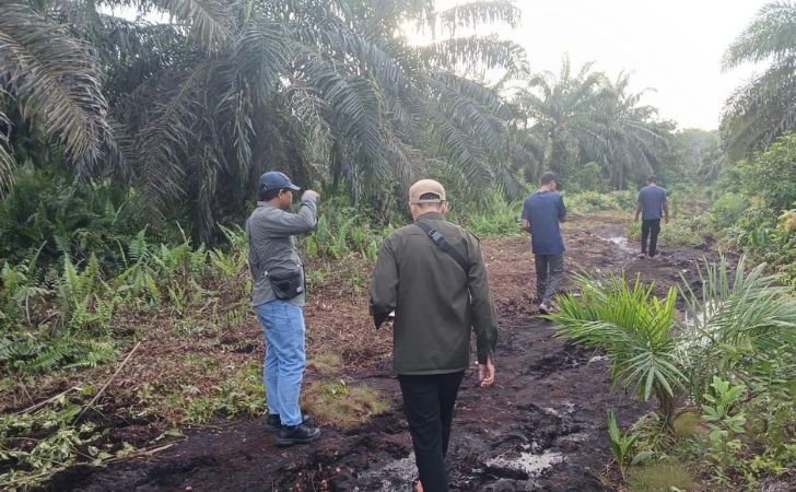 Harimau-Sumatera-di-kebun-sawit.jpg