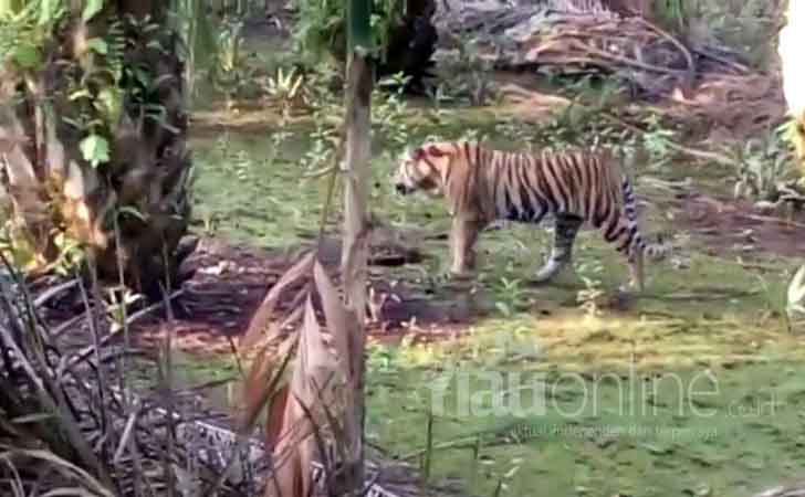 Harimau-berkeliaran1.jpg