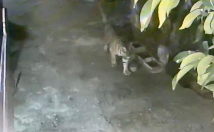 Harimau-di-pemukiaman-mempura.jpg
