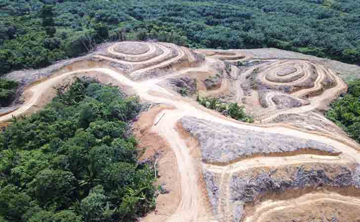 Hutan-Gundul-Ditanami-Sawit.jpg