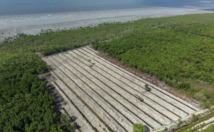 Hutan-Mangrove-Rohil-Dirambah-Polisi-Sita-Excavator-dan-Tangkap-Pengelola-Lahan.jpg