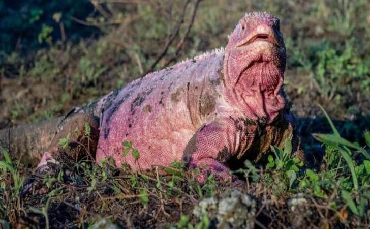 Iguana-Pink.jpg