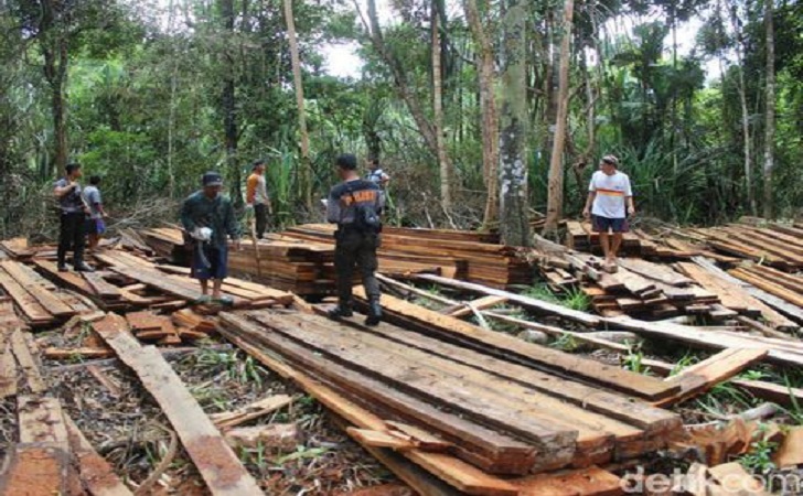 Illegal-Logging-Pelalawan.jpg