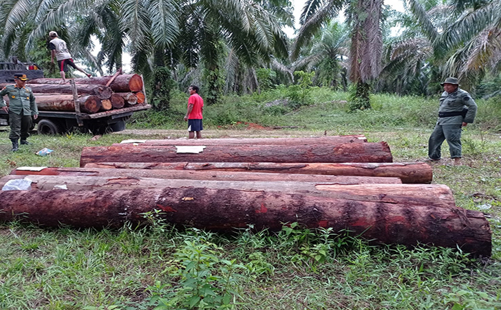Illegal-Logging6.jpg