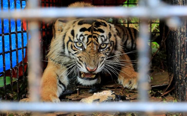 Ilustrasi-Harimau-Sumatera3.jpg