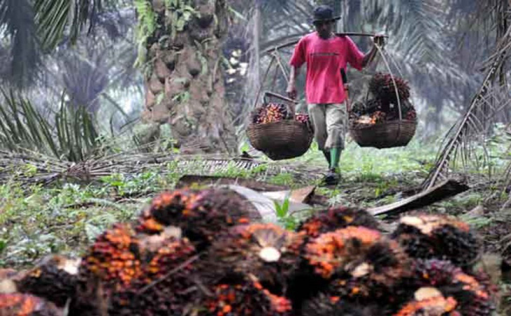 Ilustrasi-Petani-Sawit.jpg