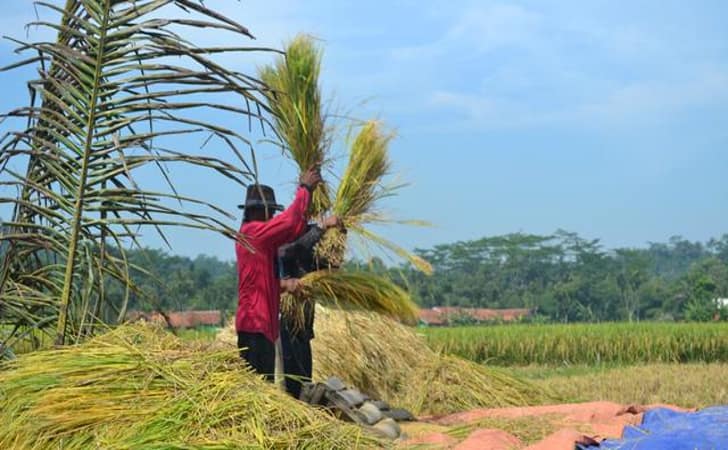 Ilustrasi-Petani.jpg