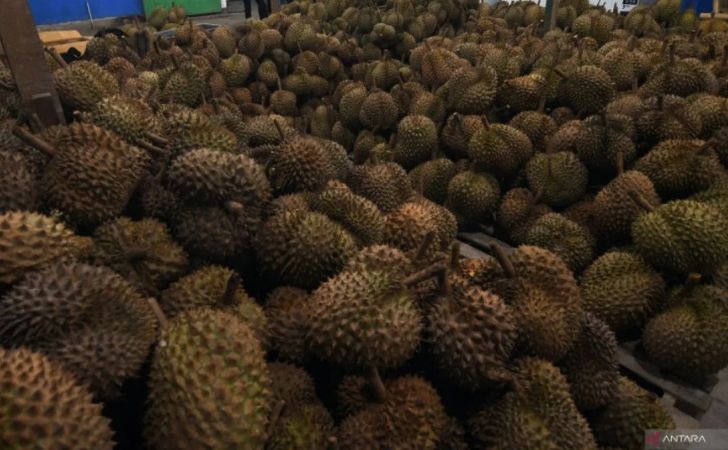 Ilustrasi-durian2.jpg